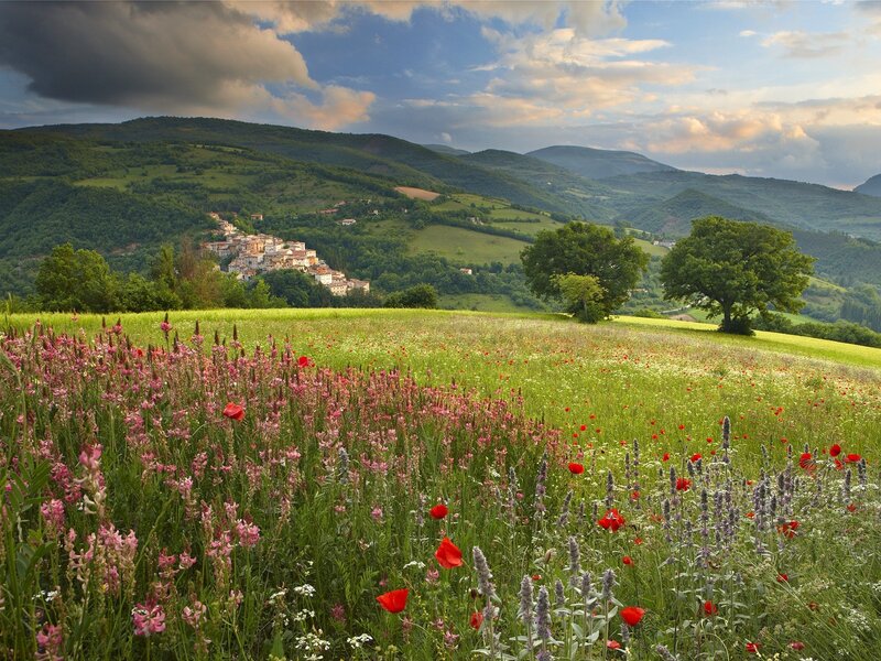 Floral meadow with hilltop village