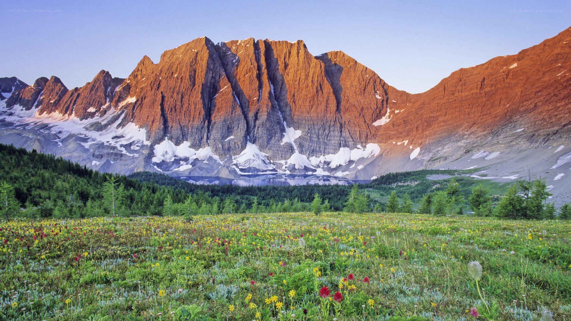 Floral meadow with mountain backdrop