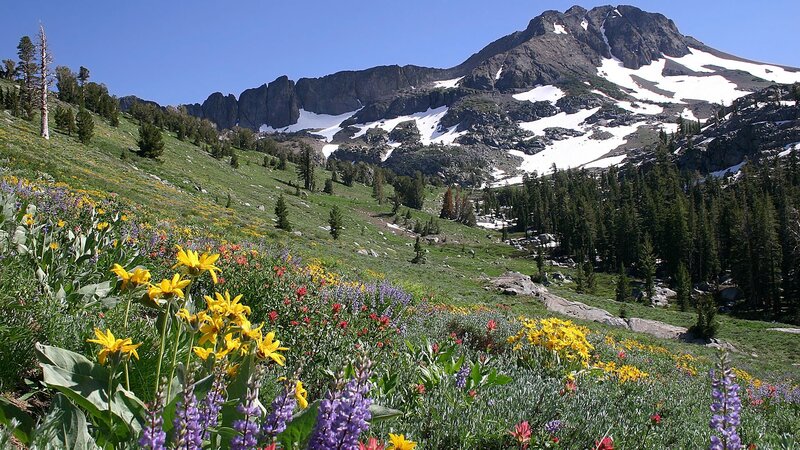 Floral meadow with mountain backdrop