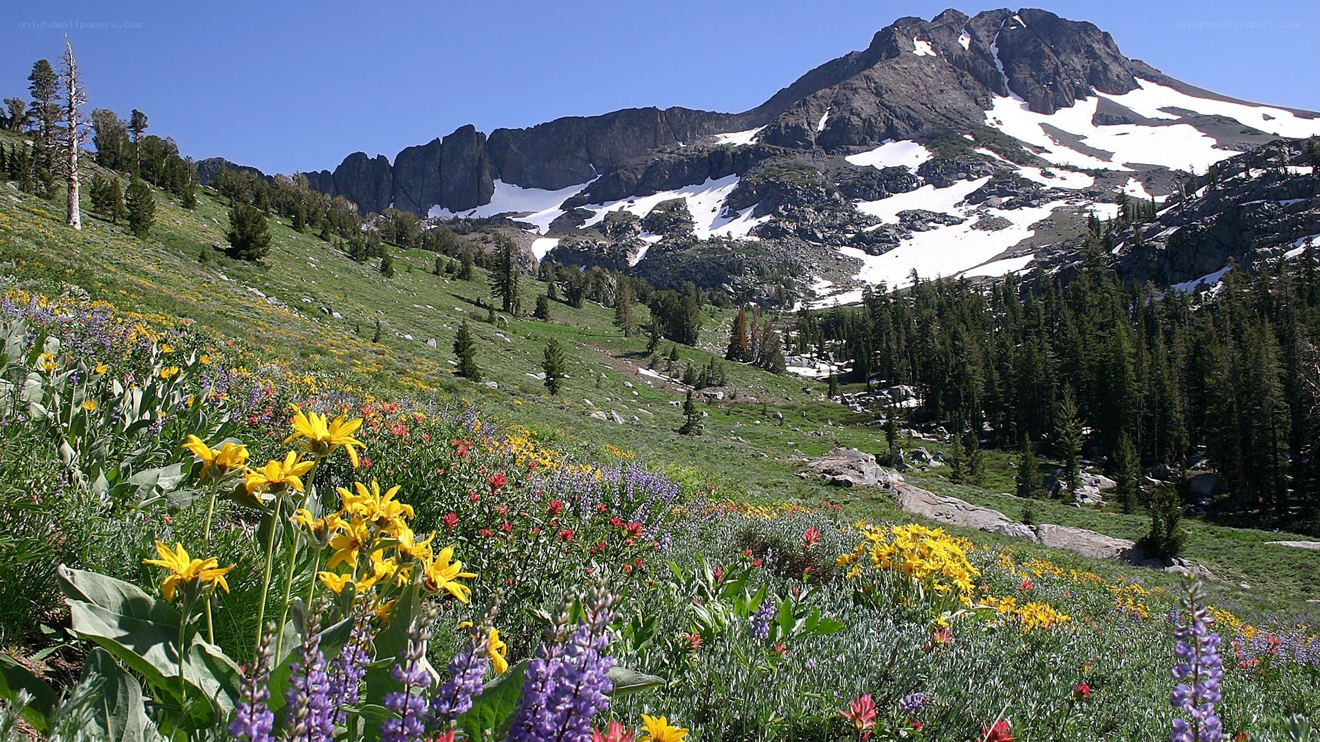 Floral meadow with mountain backdrop
