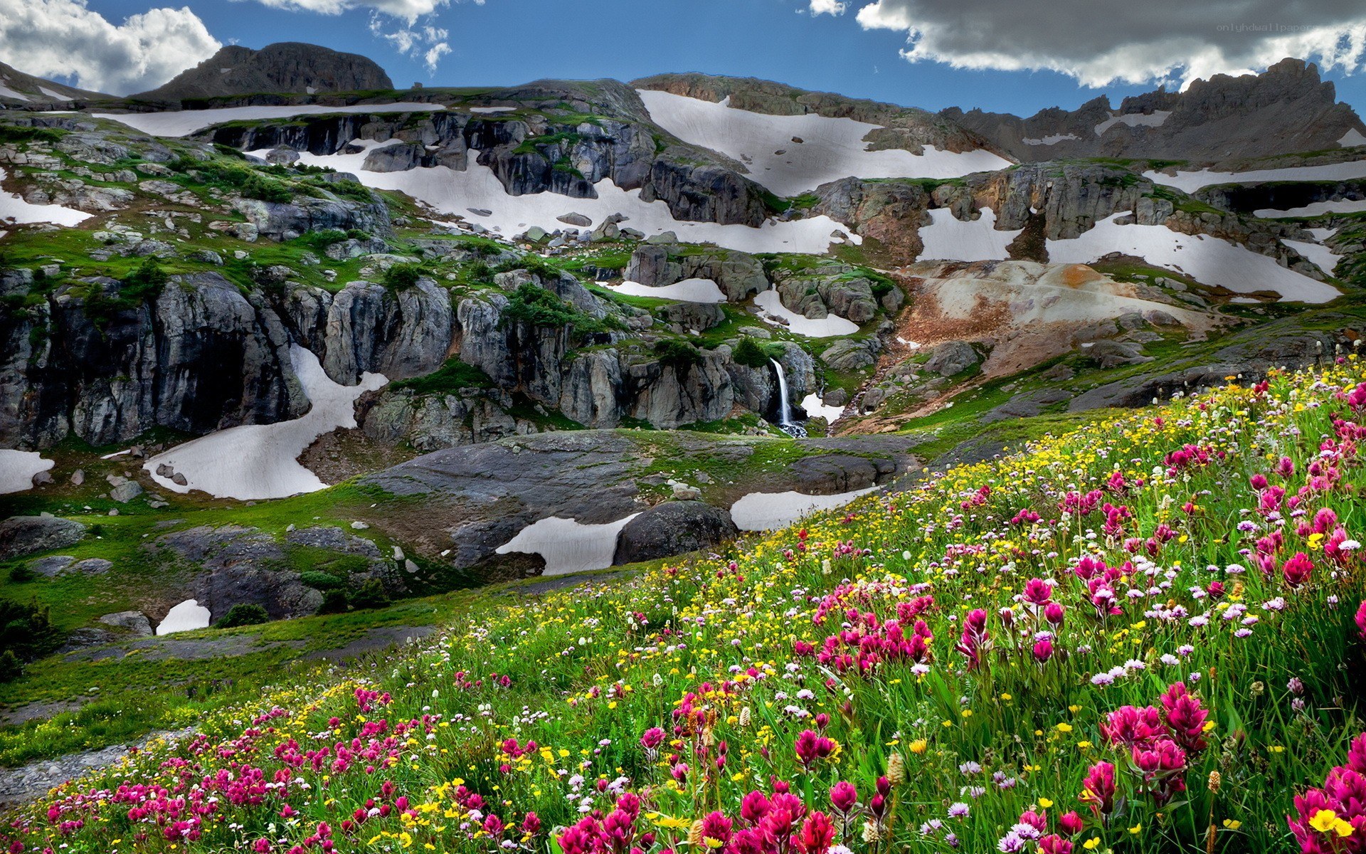 Floral meadow with mountain backdrop