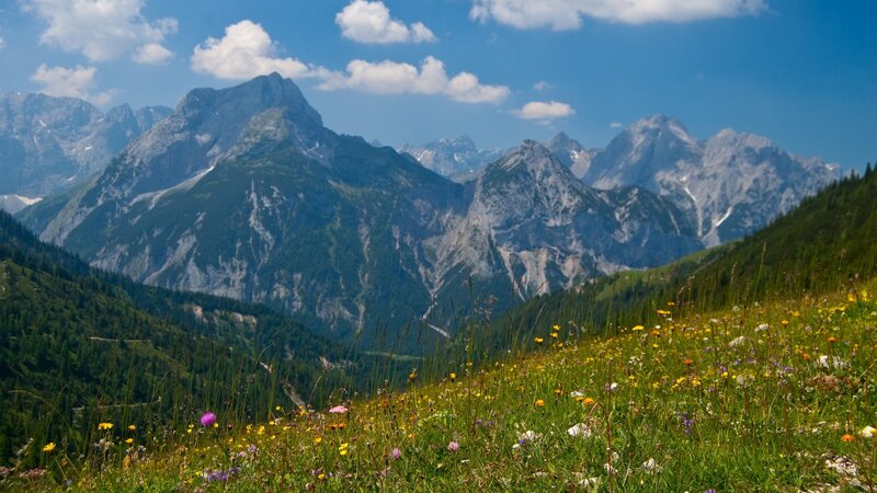 Floral meadow with mountain backdrop