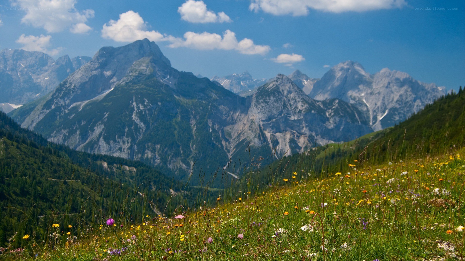 Floral meadow with mountain backdrop