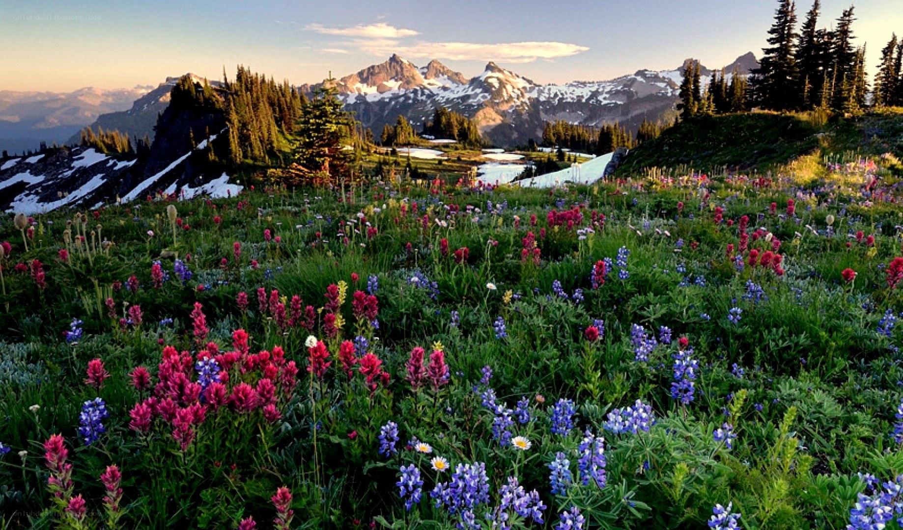 Floral meadow with mountain backdrop