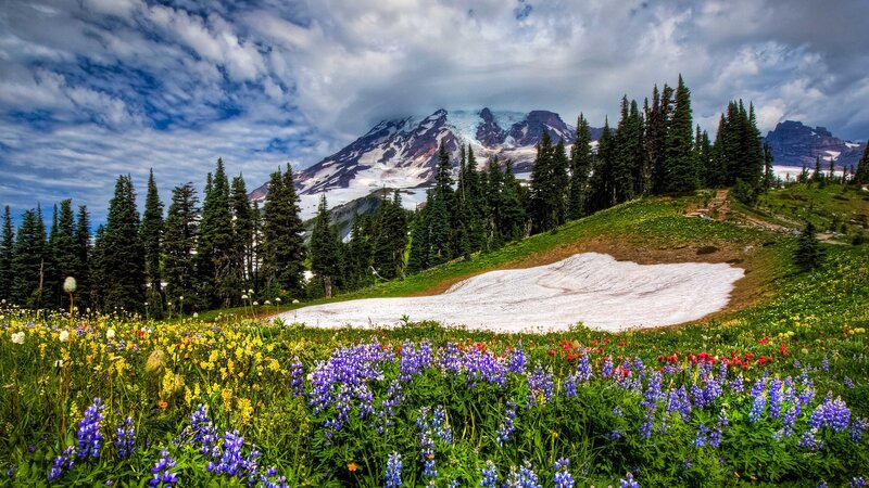 Floral meadow with mountain backdrop