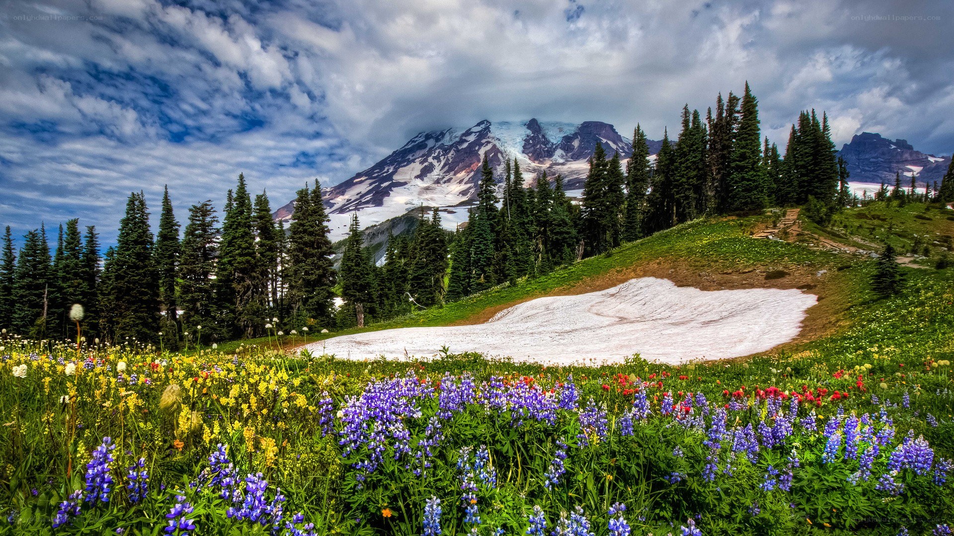 Floral meadow with mountain backdrop