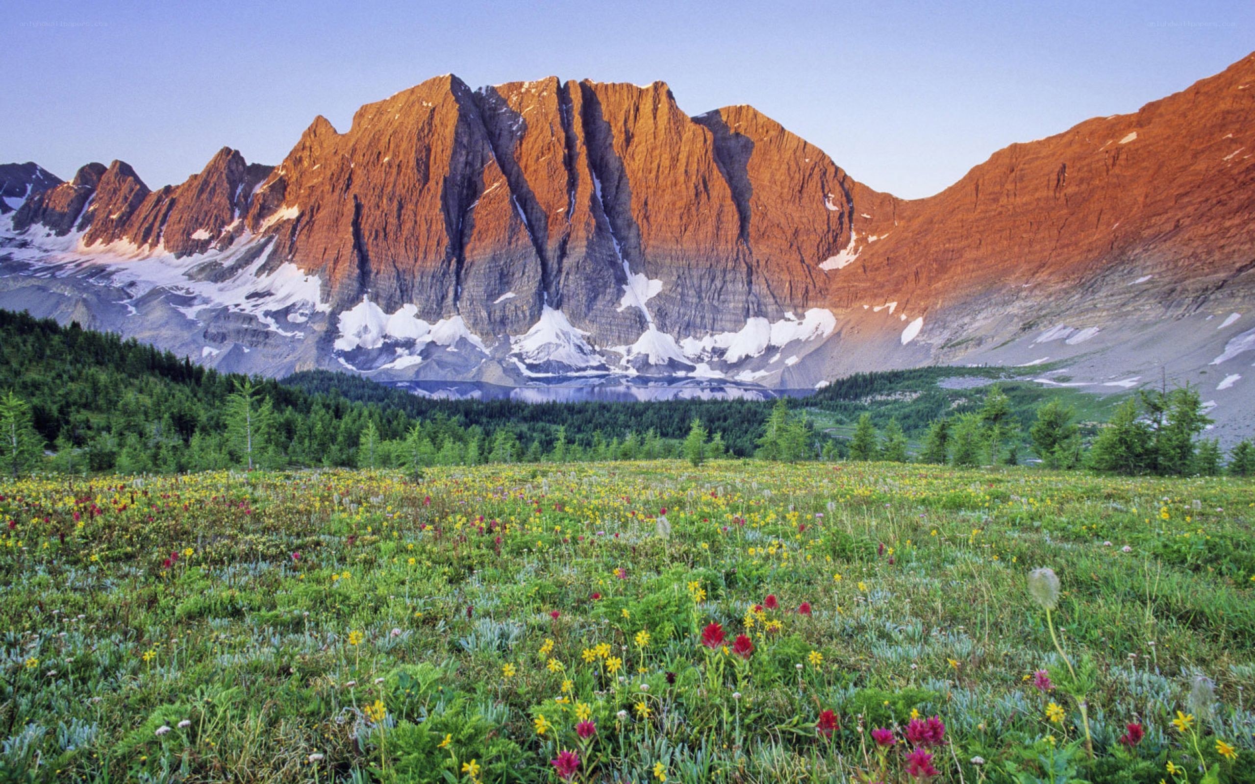 Floral meadow with mountain backdrop