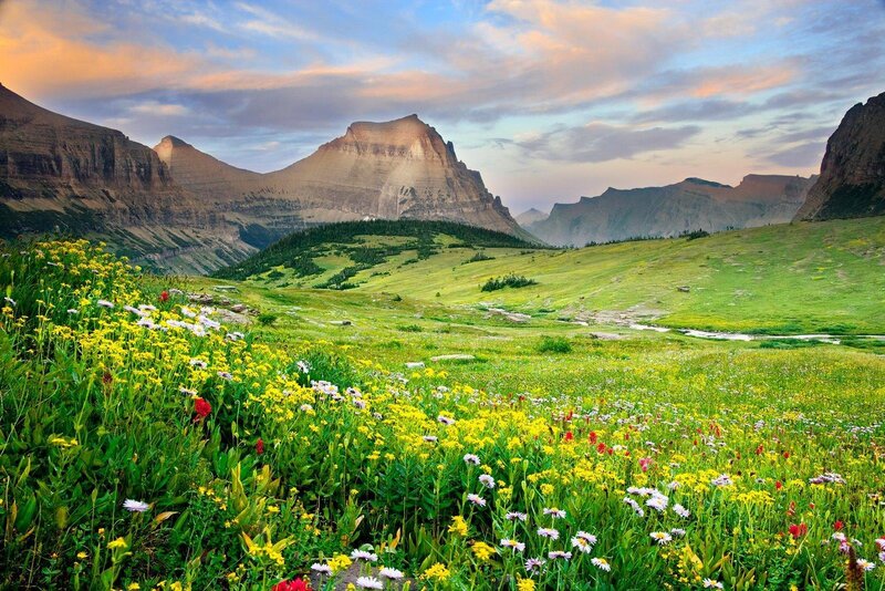 Floral meadow with mountain backdrop