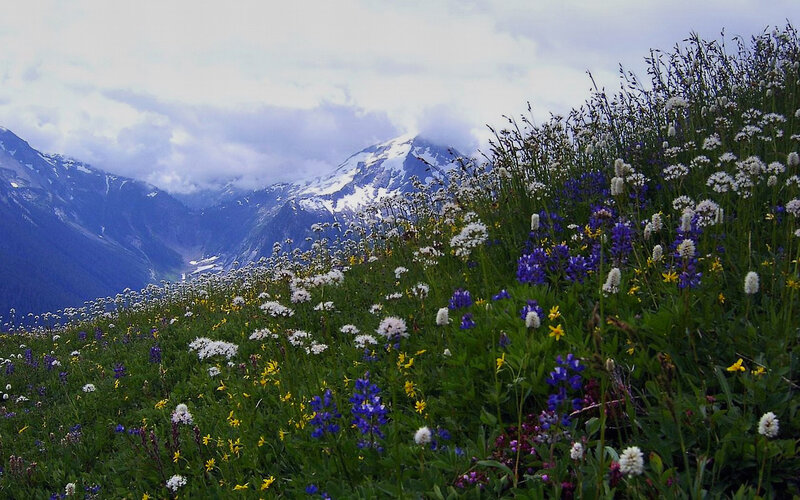 Floral meadow with mountain backdrop
