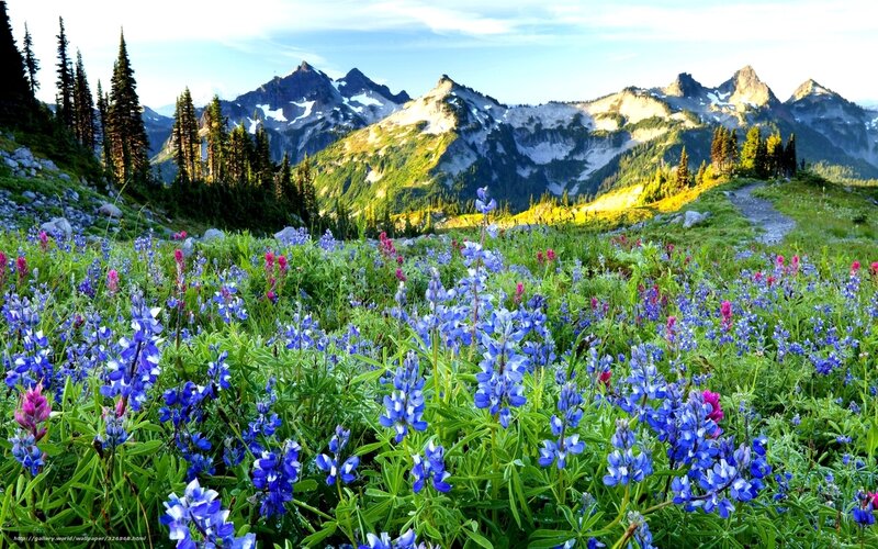 Floral meadow with mountain backdrop