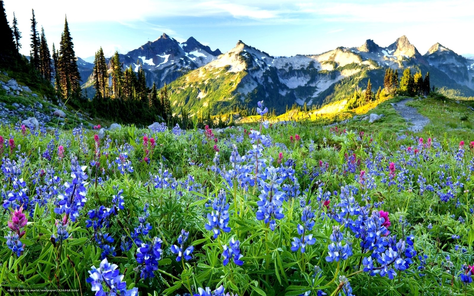 Floral meadow with mountain backdrop
