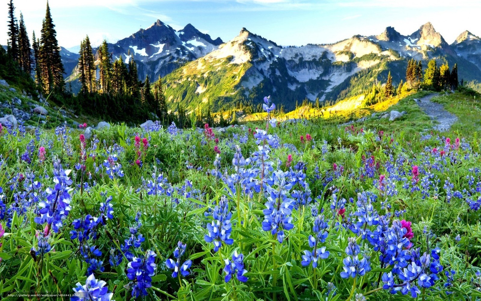 Floral meadow with mountain backdrop