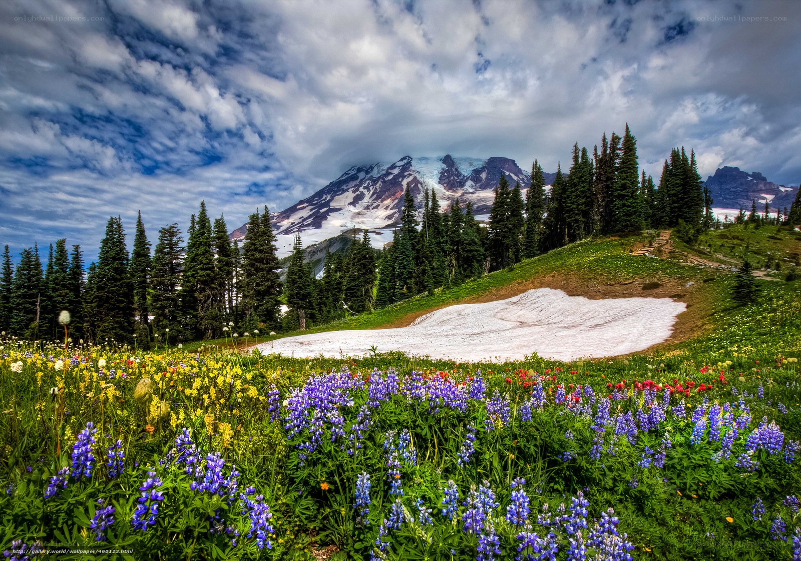 Floral meadow with mountain backdrop