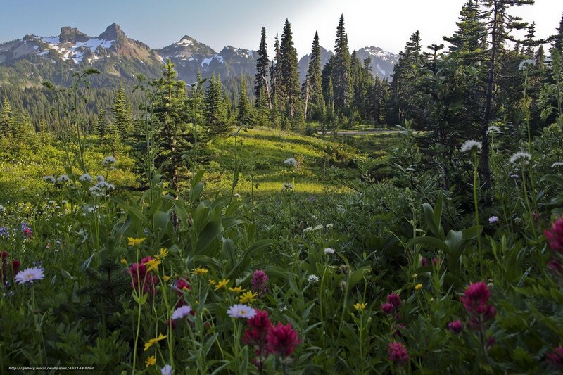 Floral meadow with mountain backdrop