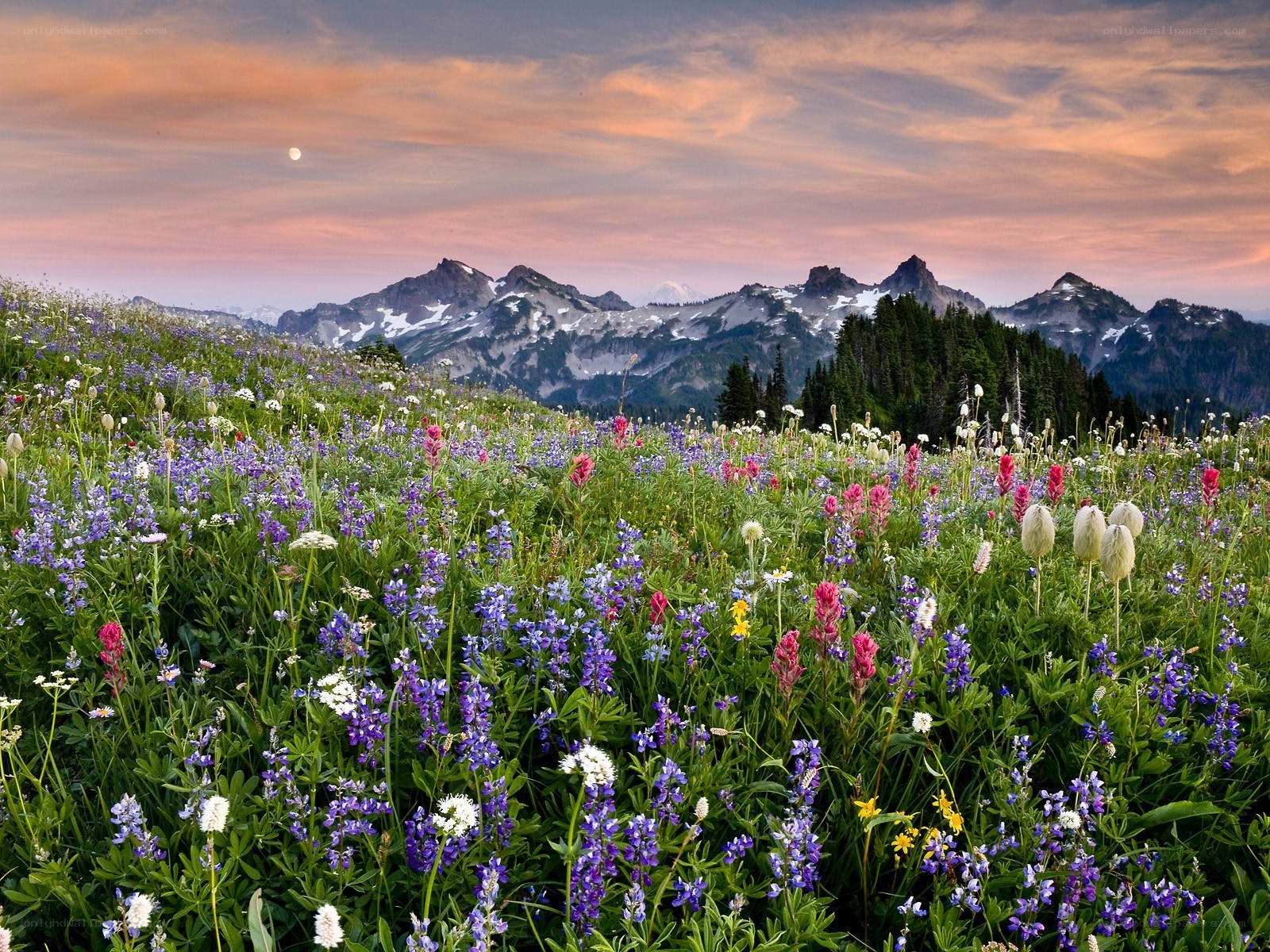 Floral meadow with mountain backdrop