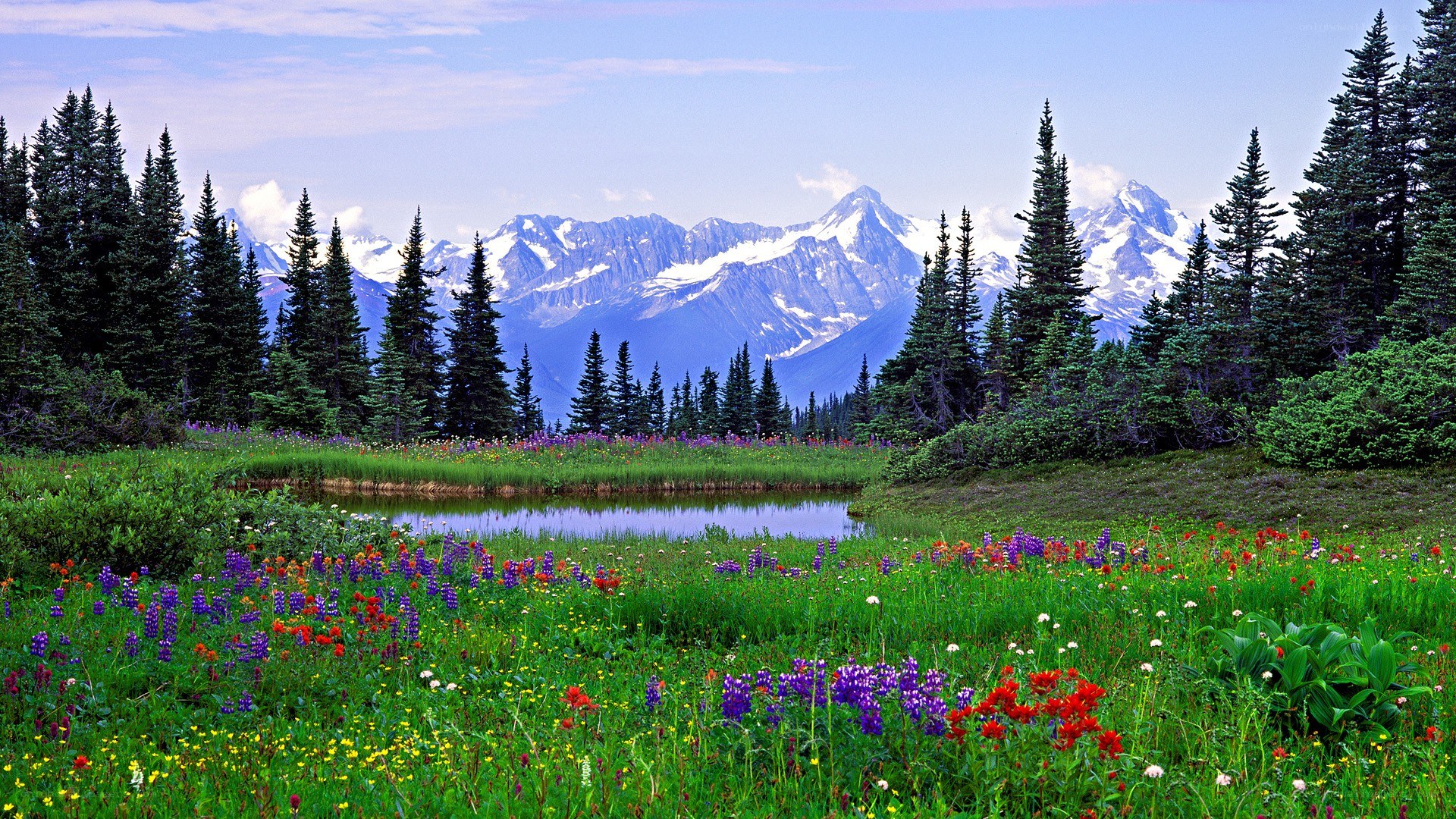 Floral meadow with mountain backdrop
