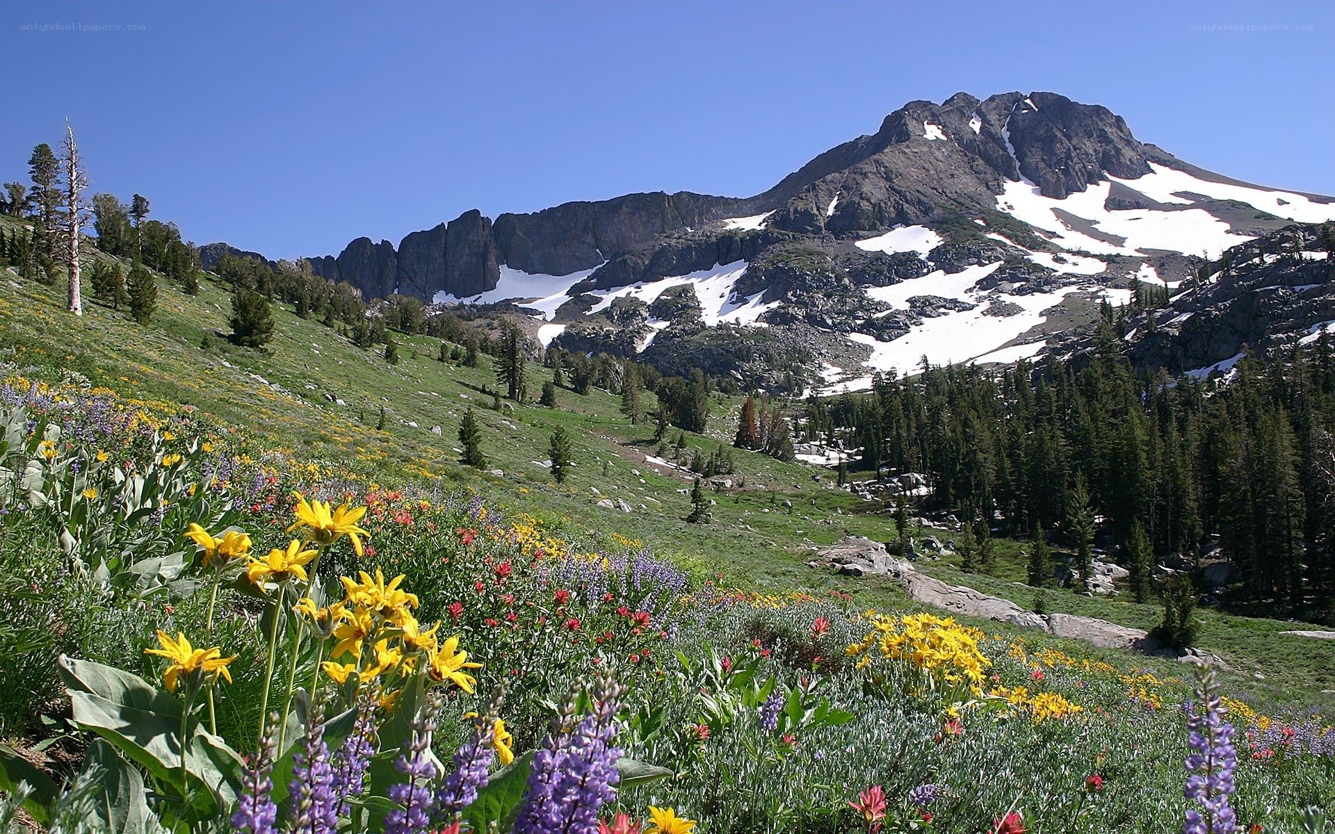 Floral meadow with mountain backdrop