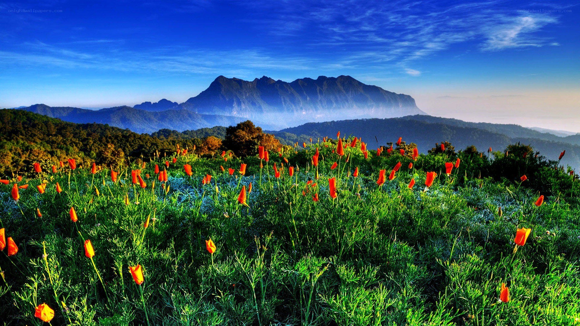 Floral meadow with mountain view