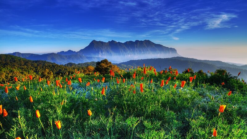 Floral meadow with mountain view
