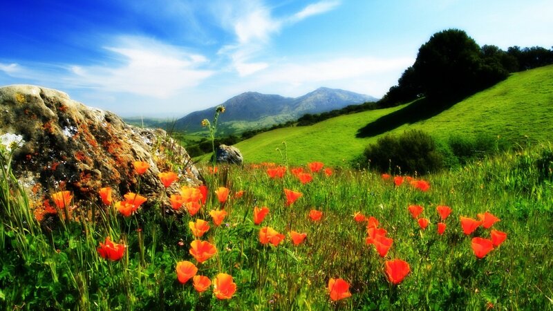 Floral meadow with mountains