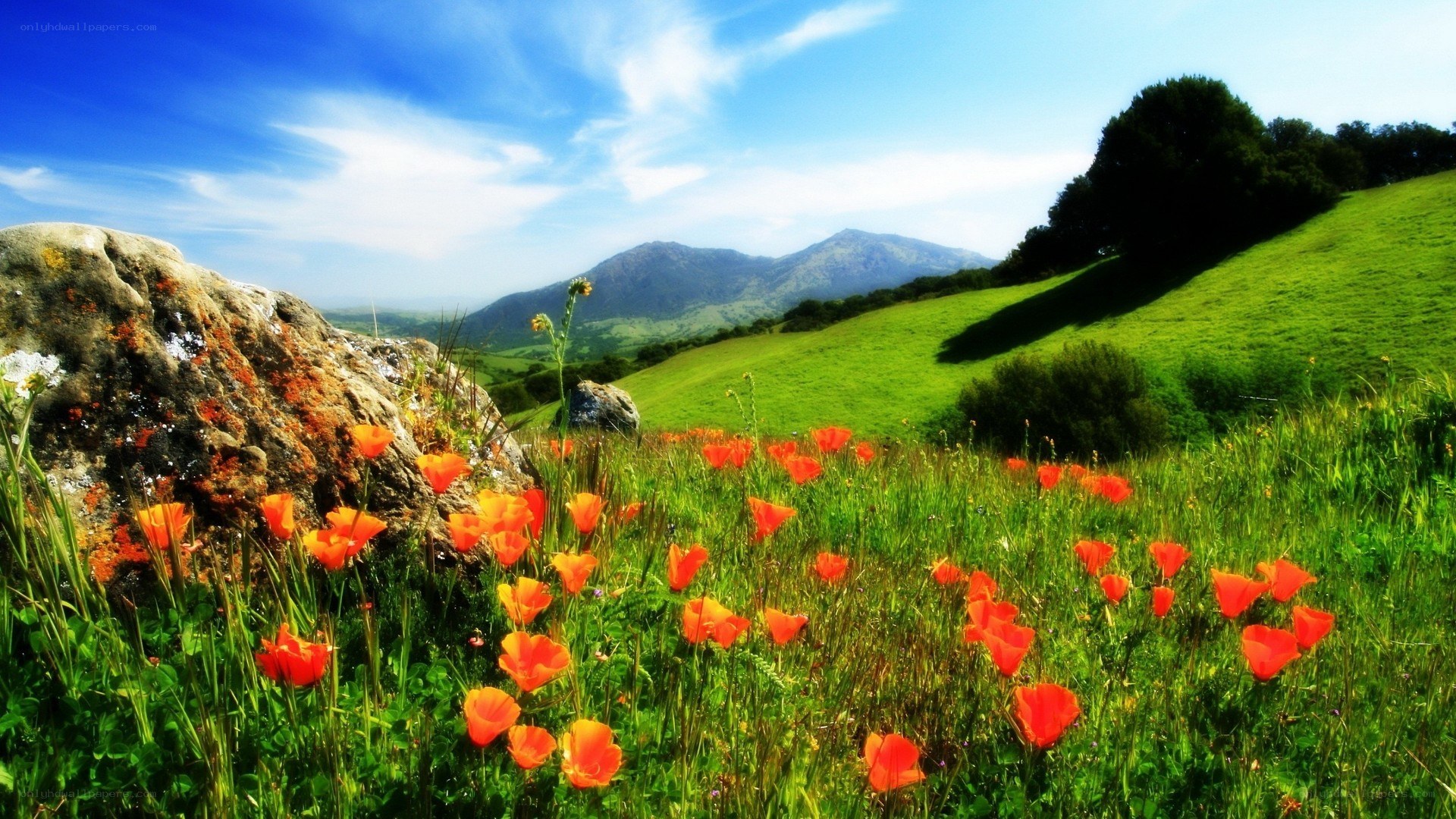 Floral meadow with mountains