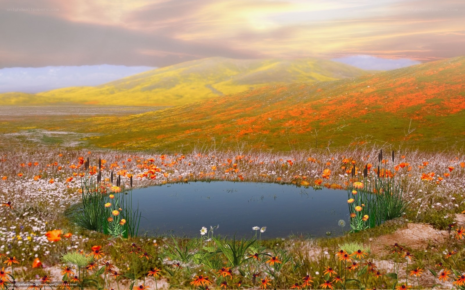 Floral meadow with pond at sunset