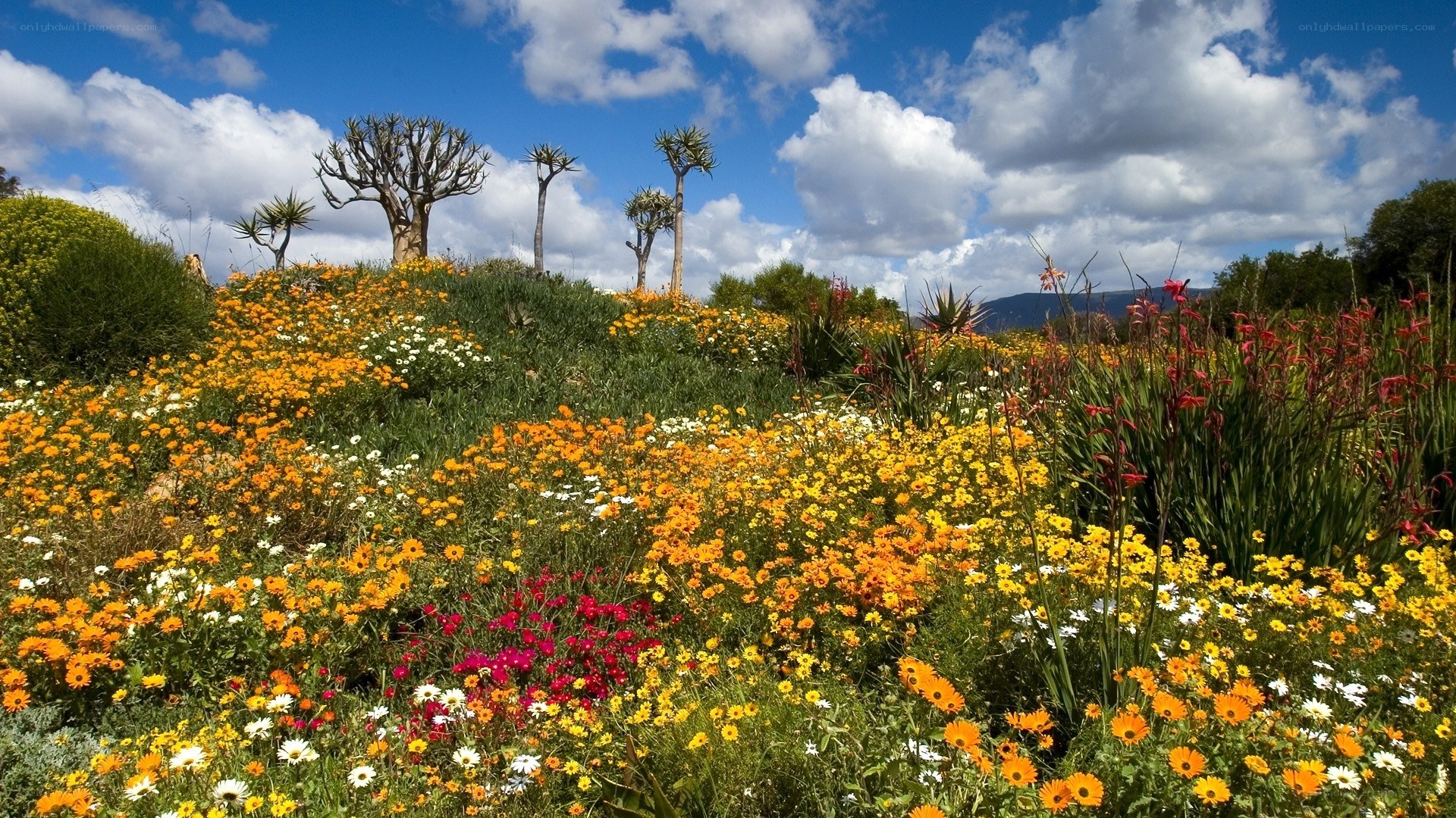 Floral meadow with quiver trees