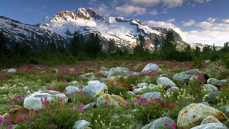 Floral meadow with snow-capped mountains