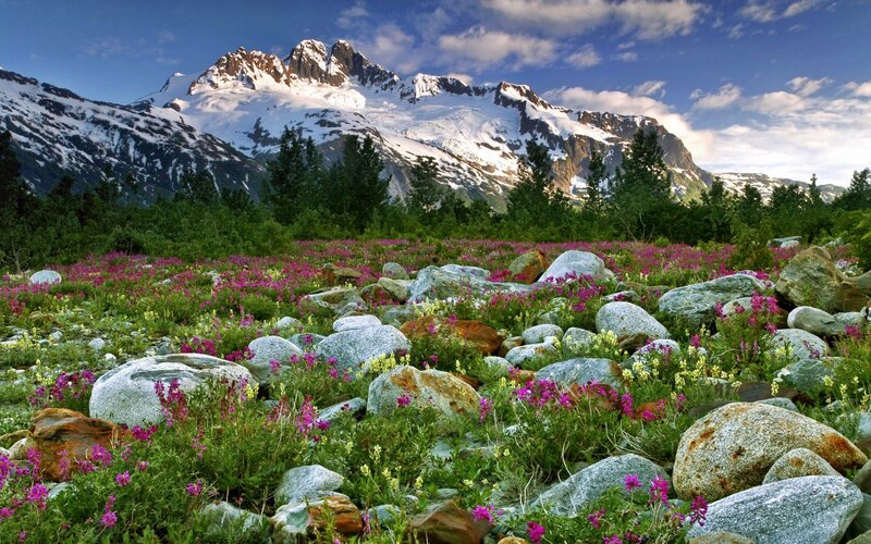 Floral meadow with snow-capped mountains