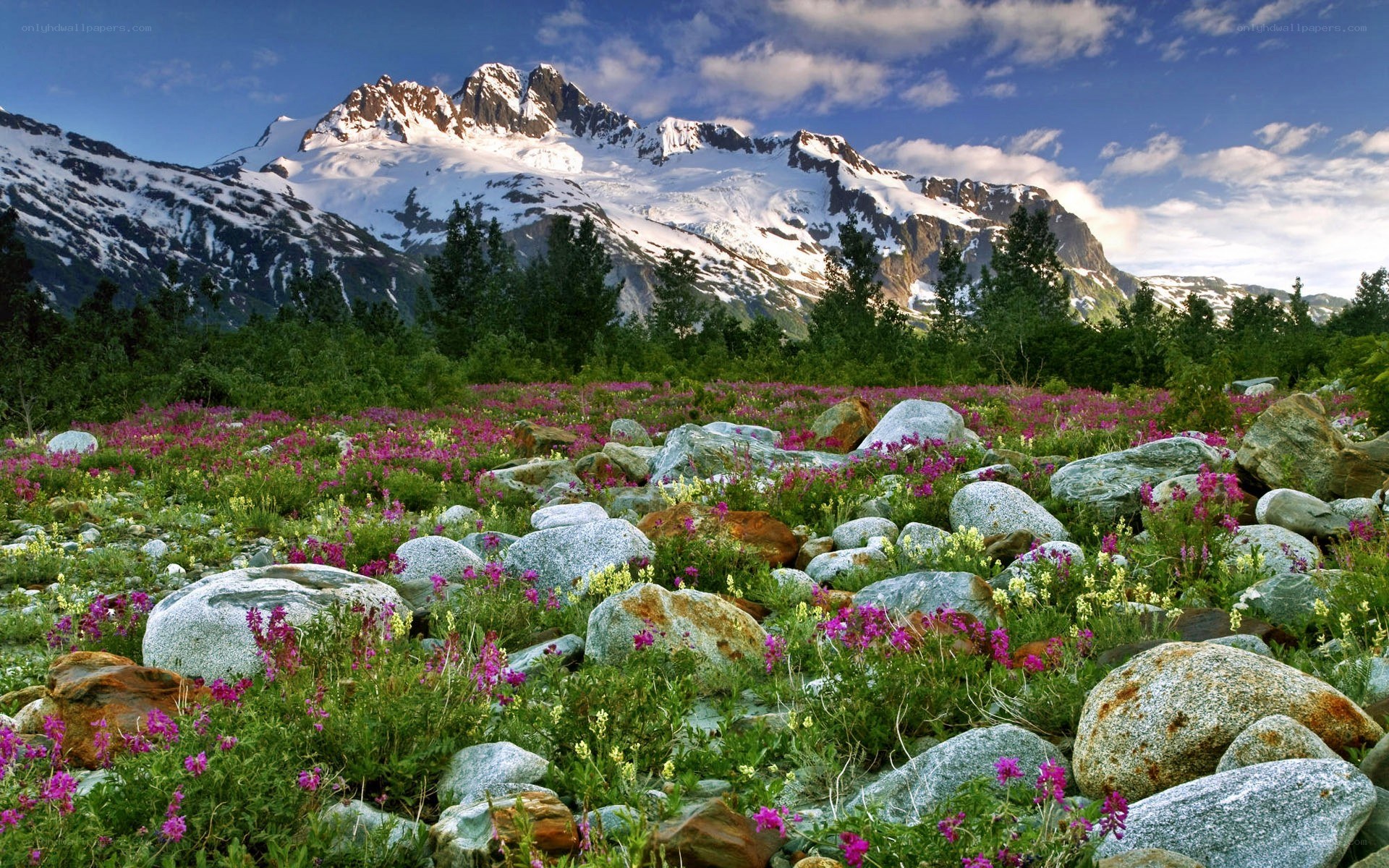 Floral meadow with snow-capped mountains