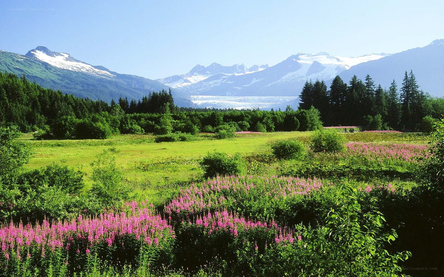 Floral meadow with snow-capped mountains