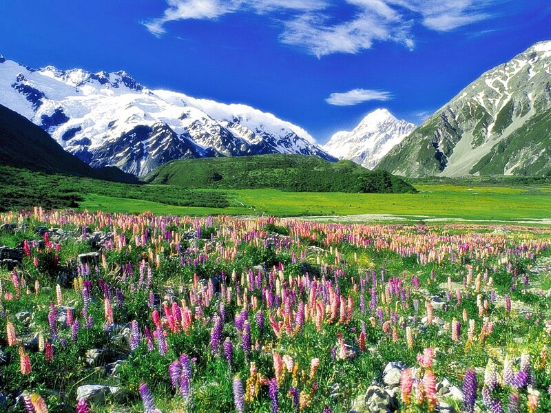 Floral meadow with snow-capped mountains