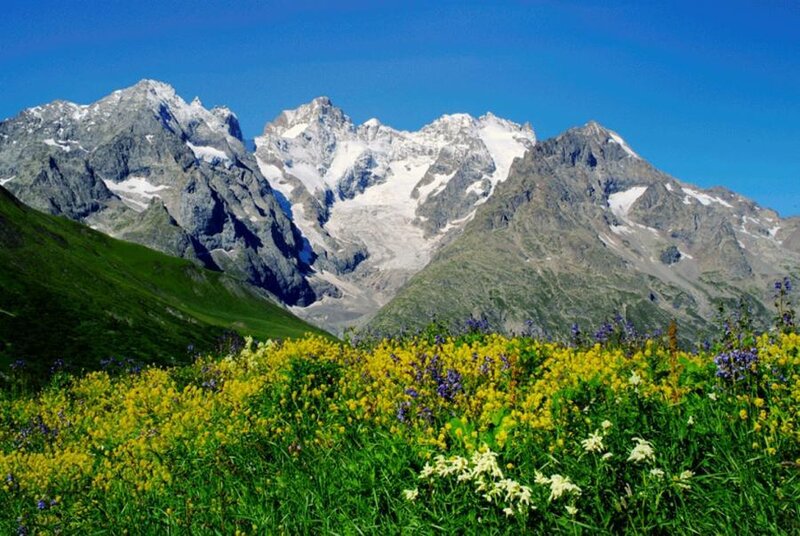 Floral meadow with snow-capped mountains