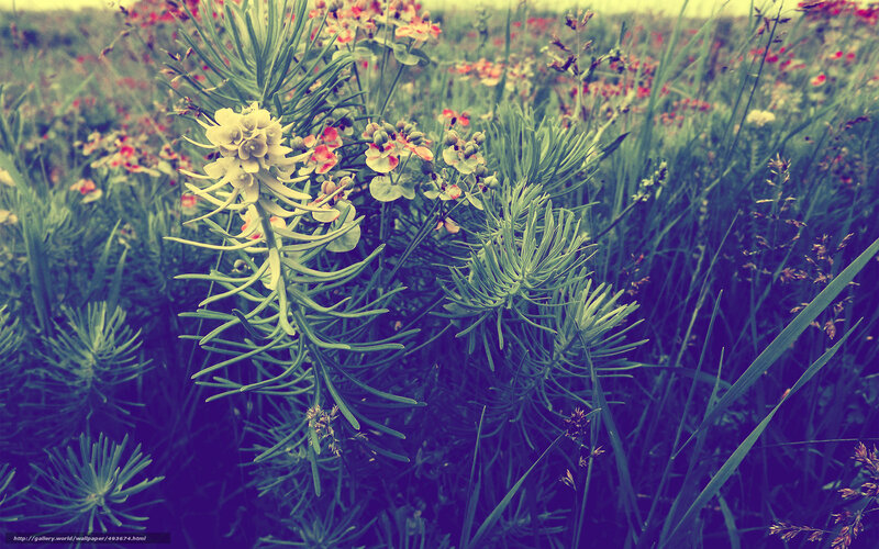 Floral meadow with yellow flowers