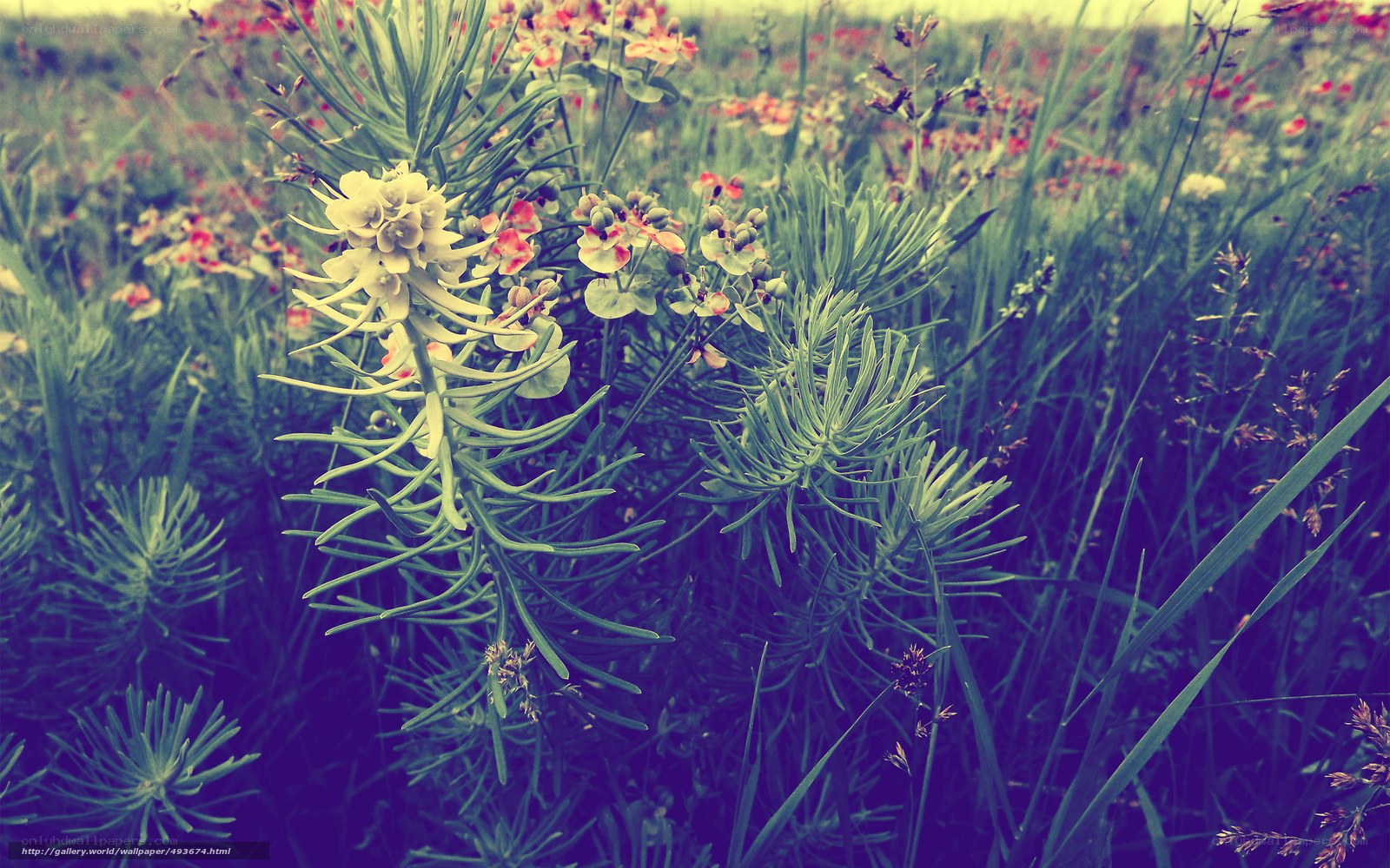Floral meadow with yellow flowers