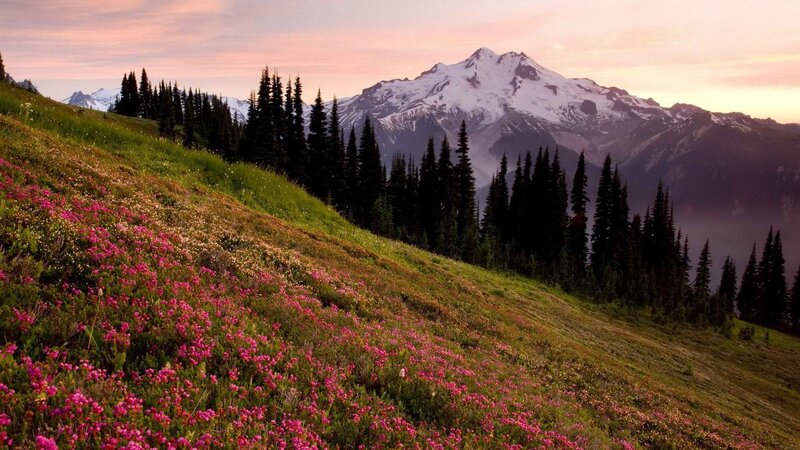 Floral mountain landscape at sunset