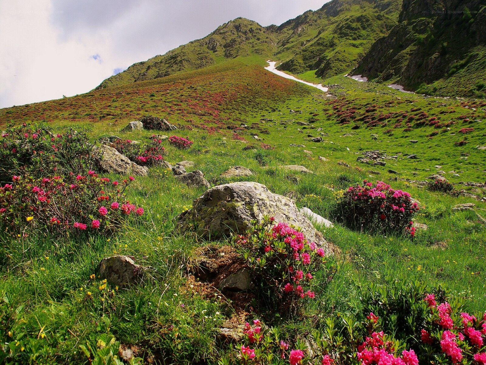 Floral mountain landscape