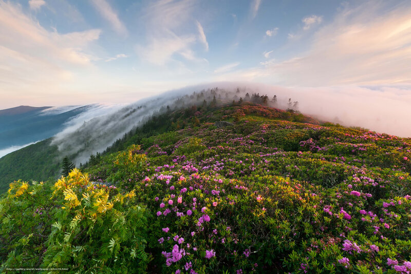 Floral mountain peak at sunrise