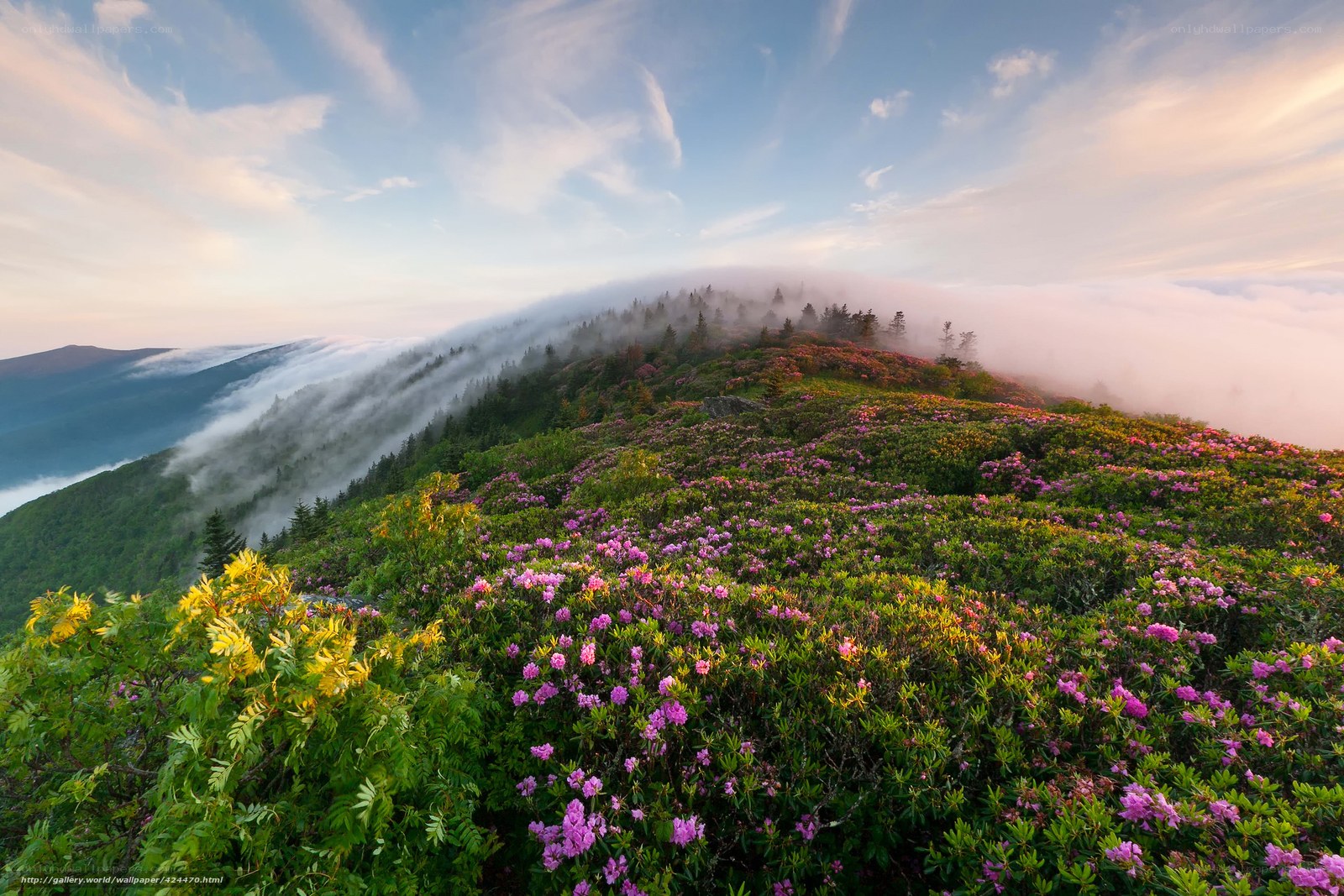 Floral mountain peak at sunrise