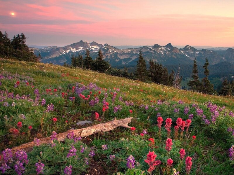 Floral mountain sunset