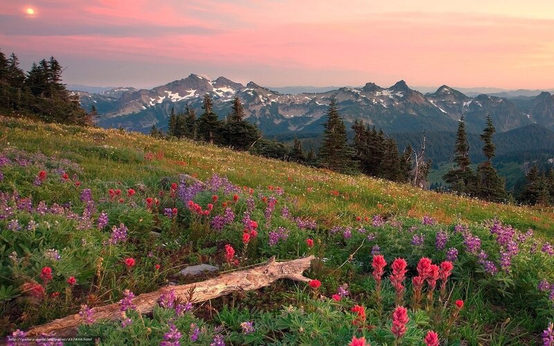 Floral mountain sunset