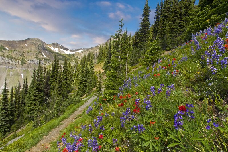 Floral mountain trail with forest