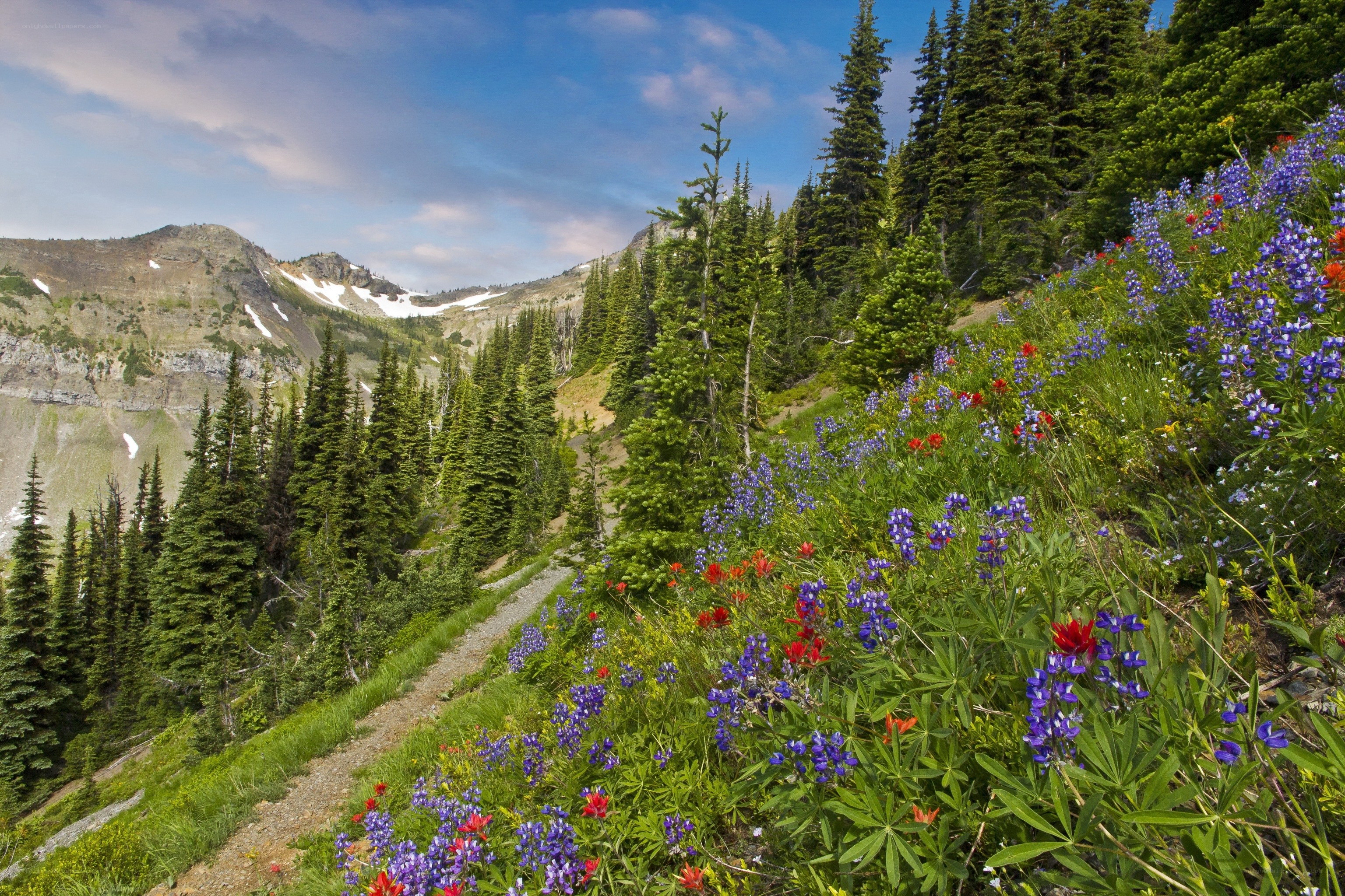 Floral mountain trail with forest