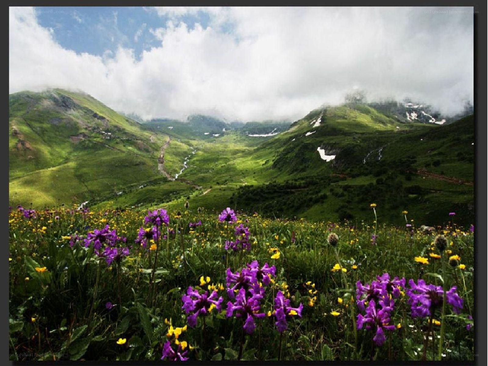 Floral mountain valley landscape