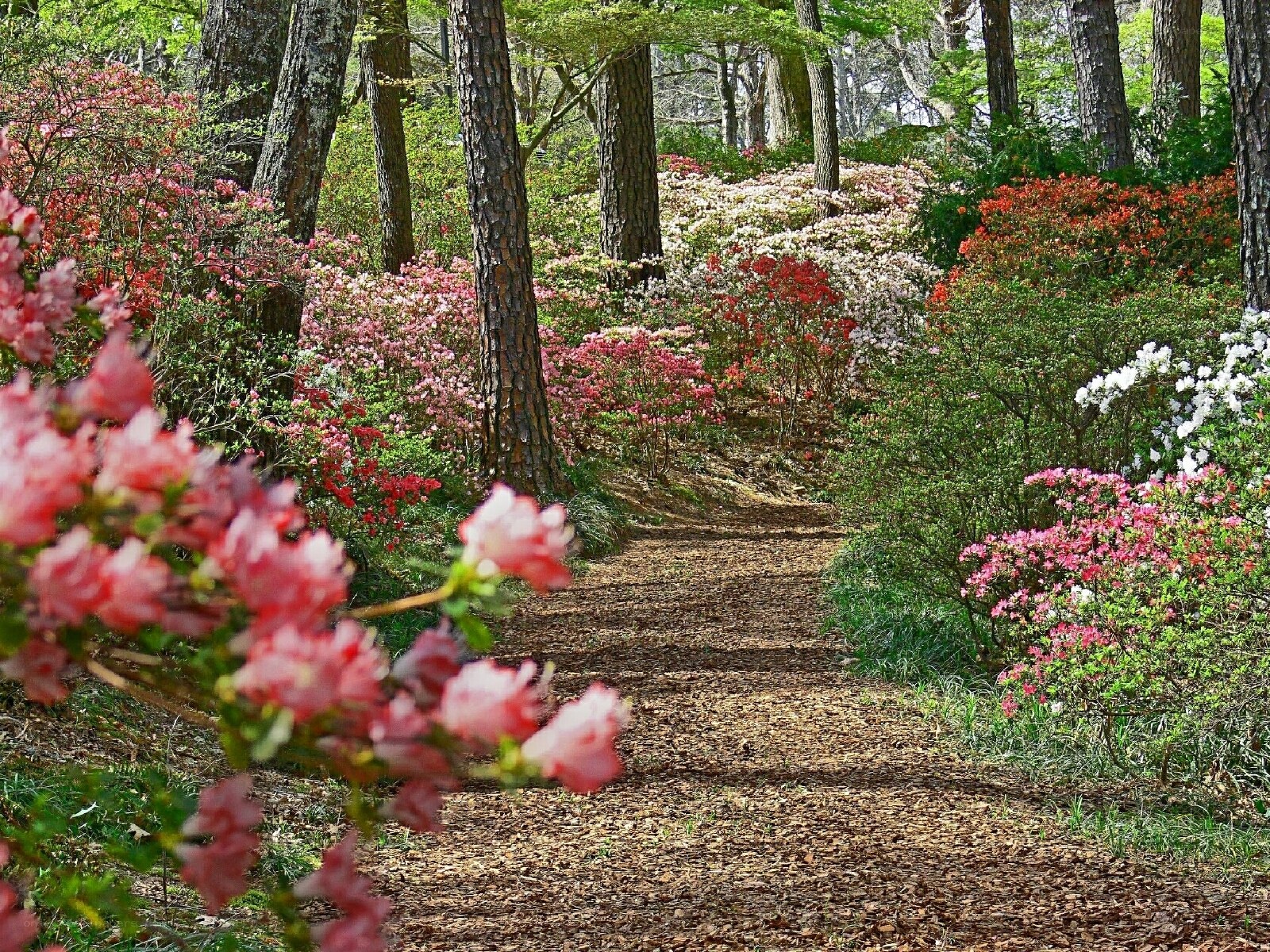 Floral path in forest garden
