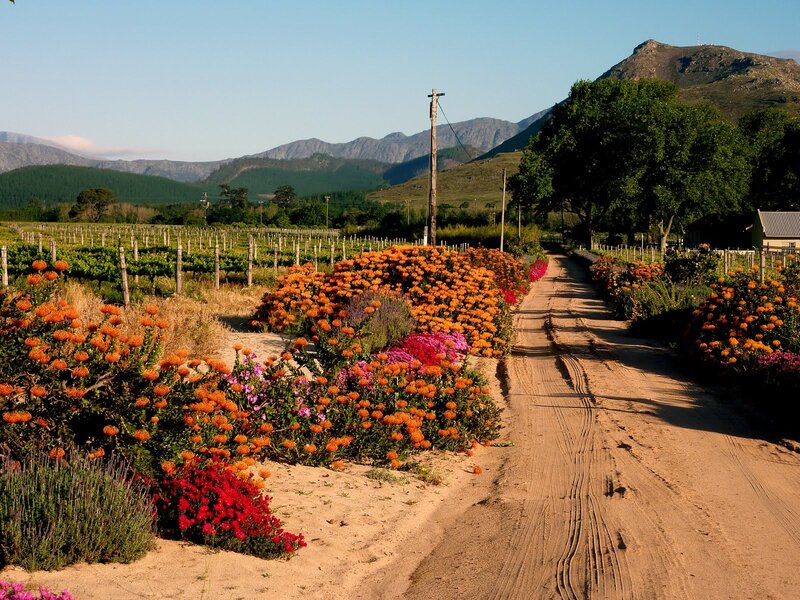 Floral path in vineyard landscape