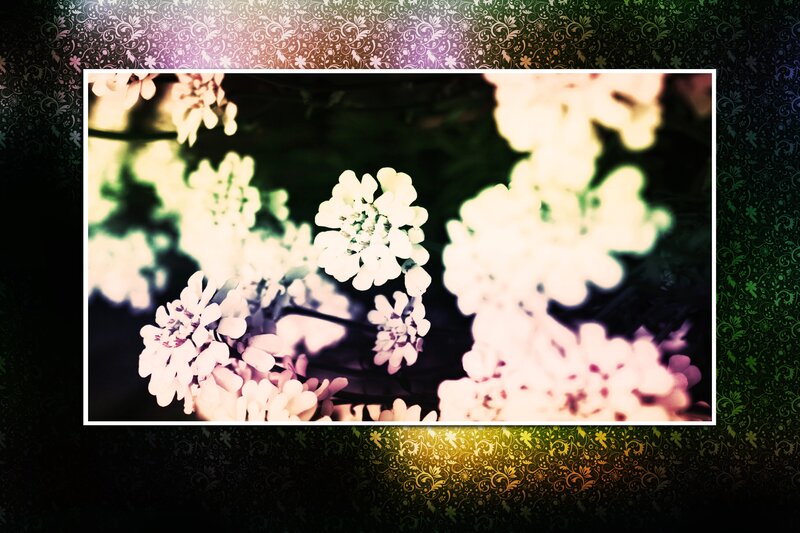 Floral pattern with white flowers