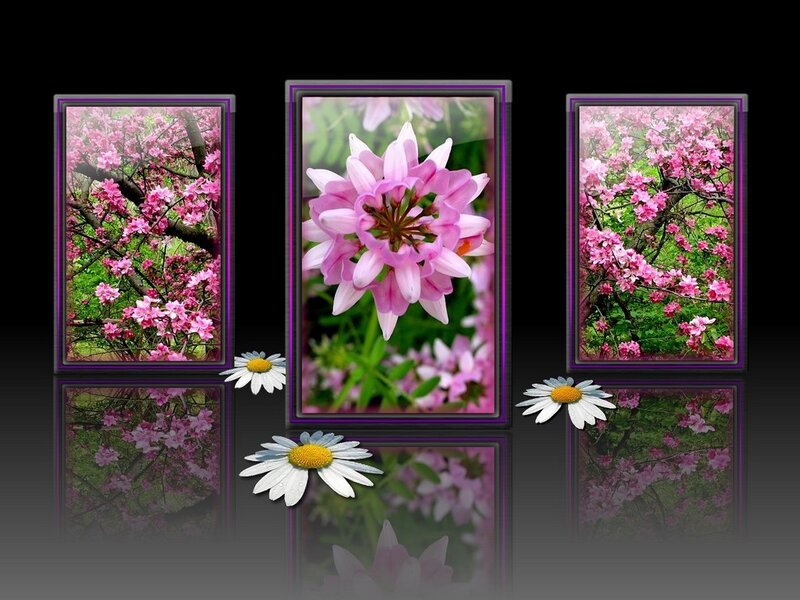 Floral triptych with daisies