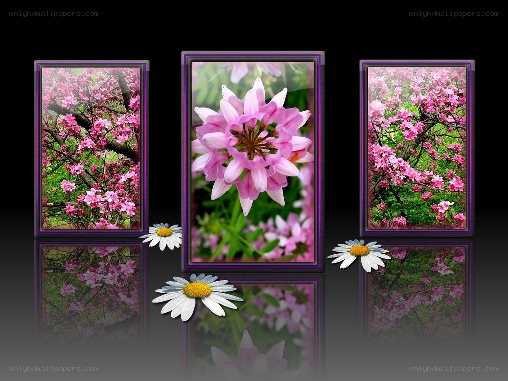 Floral triptych with daisies