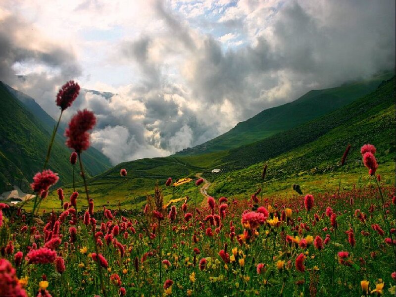Floral valley under cloudy sky